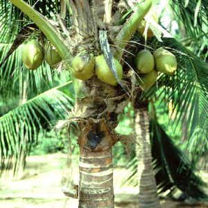 youngcocotree.jpg (19888 bytes)